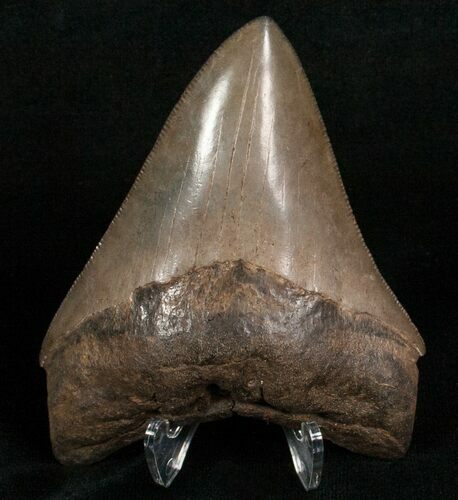 Megalodon Tooth - St Mary's River #5626